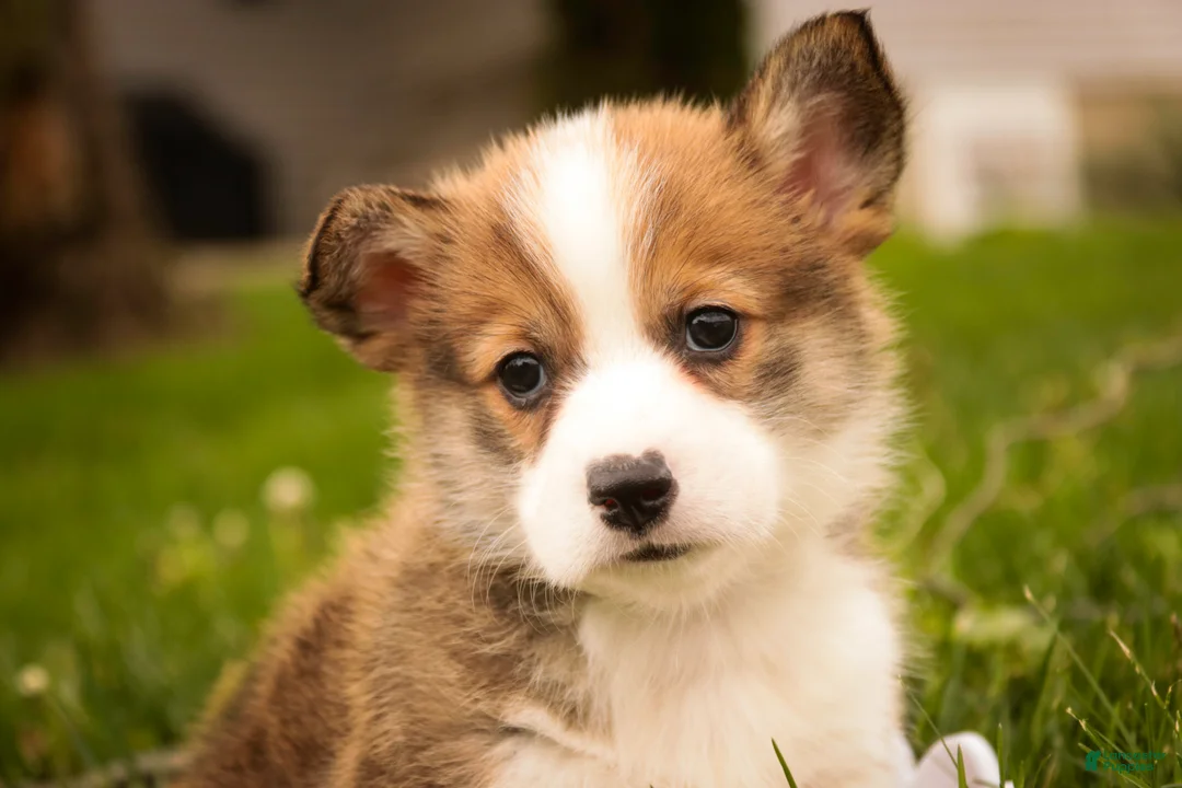 Welsh Corgi Pembroke dogs for sale: Ziggy - Ad 2