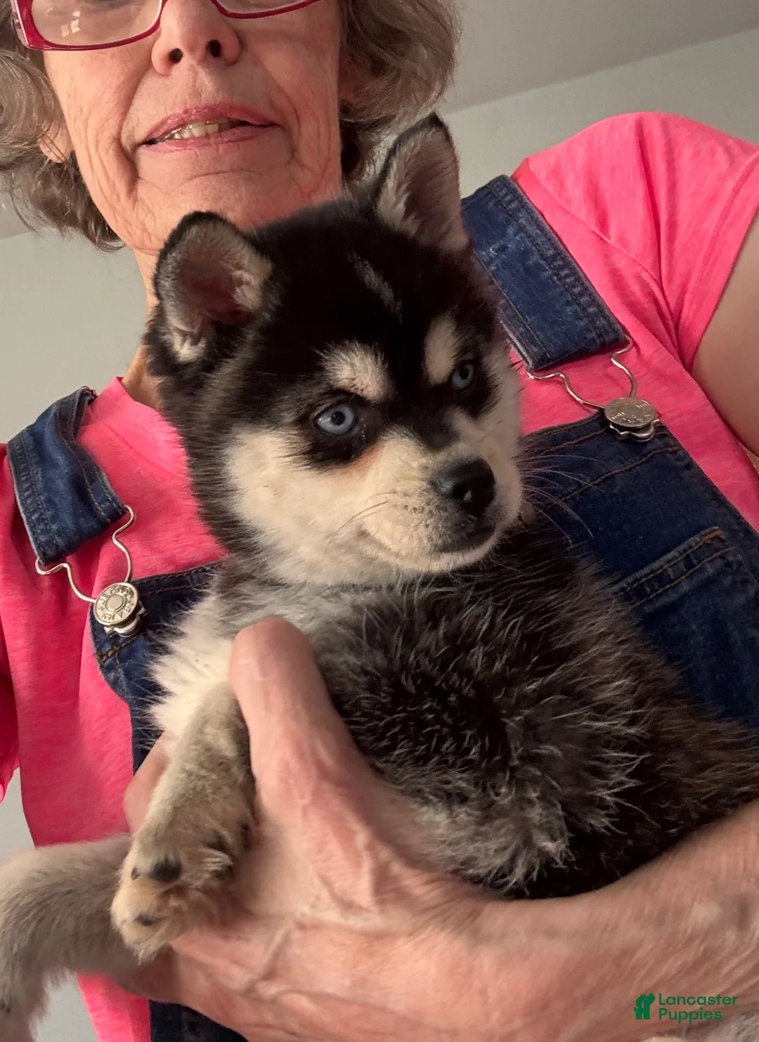 Alaskan Klee Kai dogs for sale: Alaskan Klee Kai Puppy 1 - Ad 2