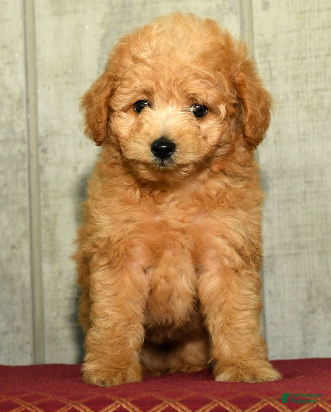 Eskipoo dogs for sale: Lilly - Ad 8