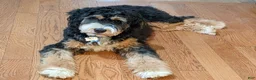 Mini Bernedoodle dogs for sale: Percy - Ad 6