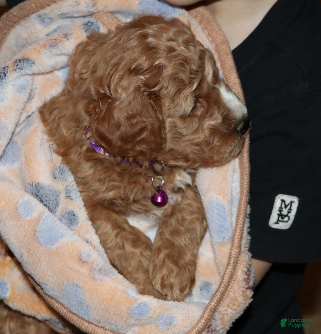 Mini Goldendoodle dogs for sale: Wendy 🌷👨‍👨‍👧‍👦💞🐕 - Ad 10