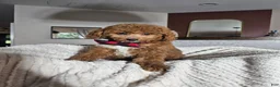 Mini Goldendoodle dogs for sale: Graham – Petite Mini F1BB Goldendoodle – Head StartGoldendoodle • Potty & Crate Trained - Ad 12