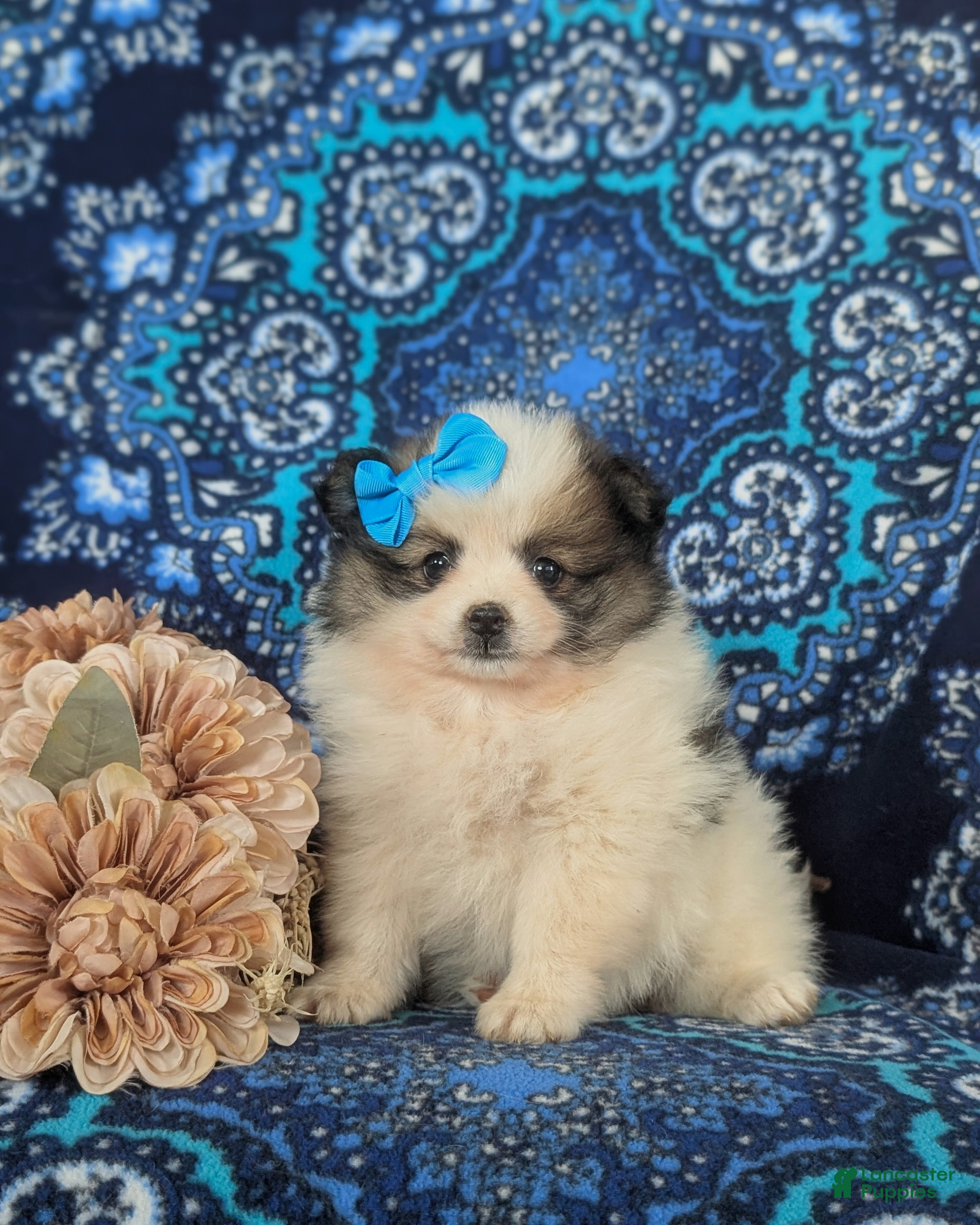 Pomeranian dogs Madelaine - Ad 1