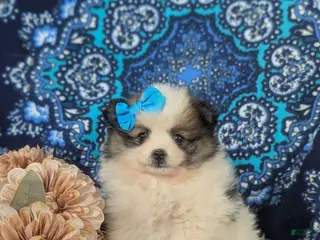 Pomeranian dogs for sale: Madelaine - Ad 2