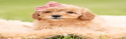 Mini Goldendoodle dogs for sale: Nae Nae - Ad 5