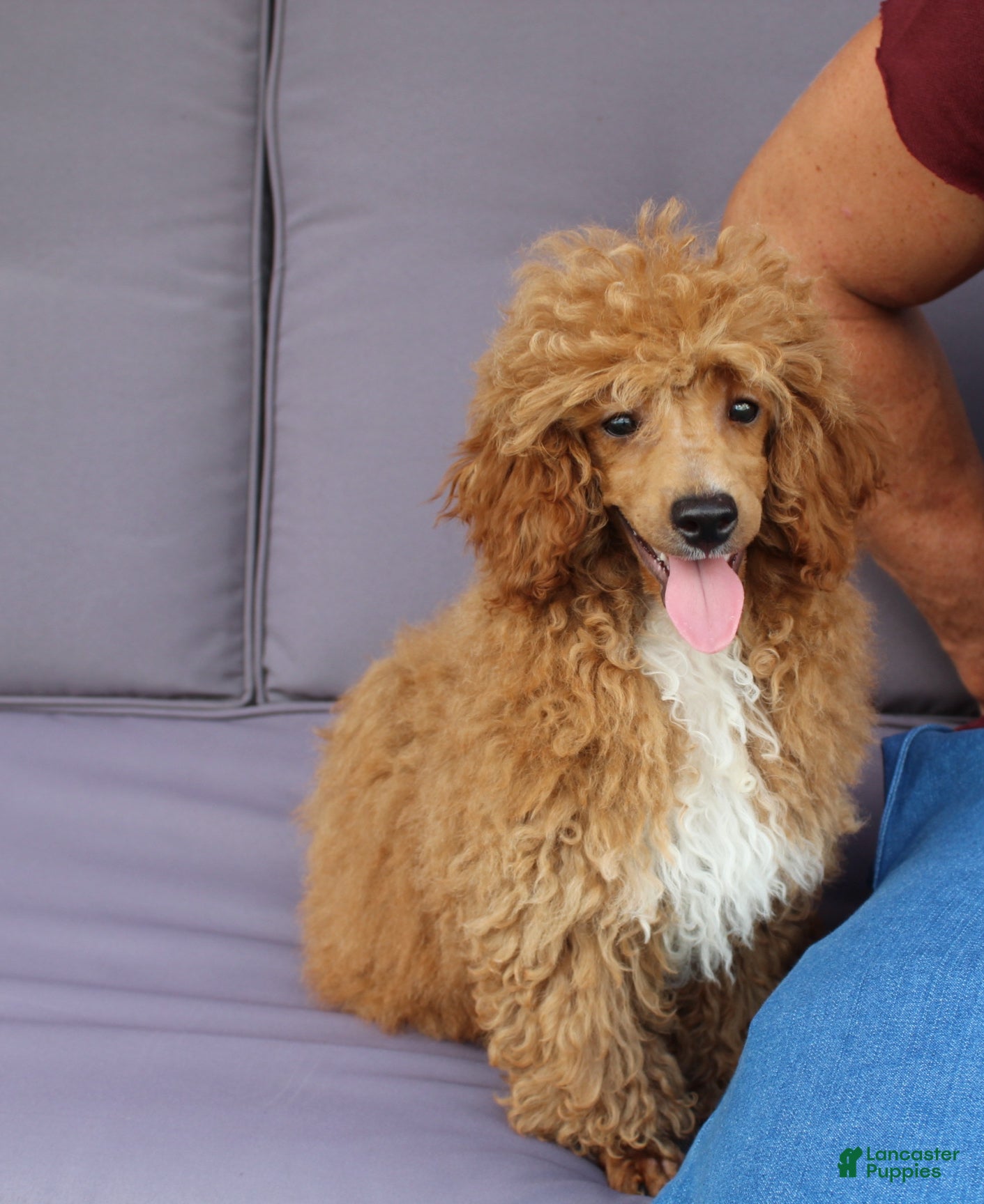 Miniature Poodle dogs Bella - Ad 2