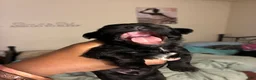 Mixed Breed dogs for sale: Black Jack - Ad 2