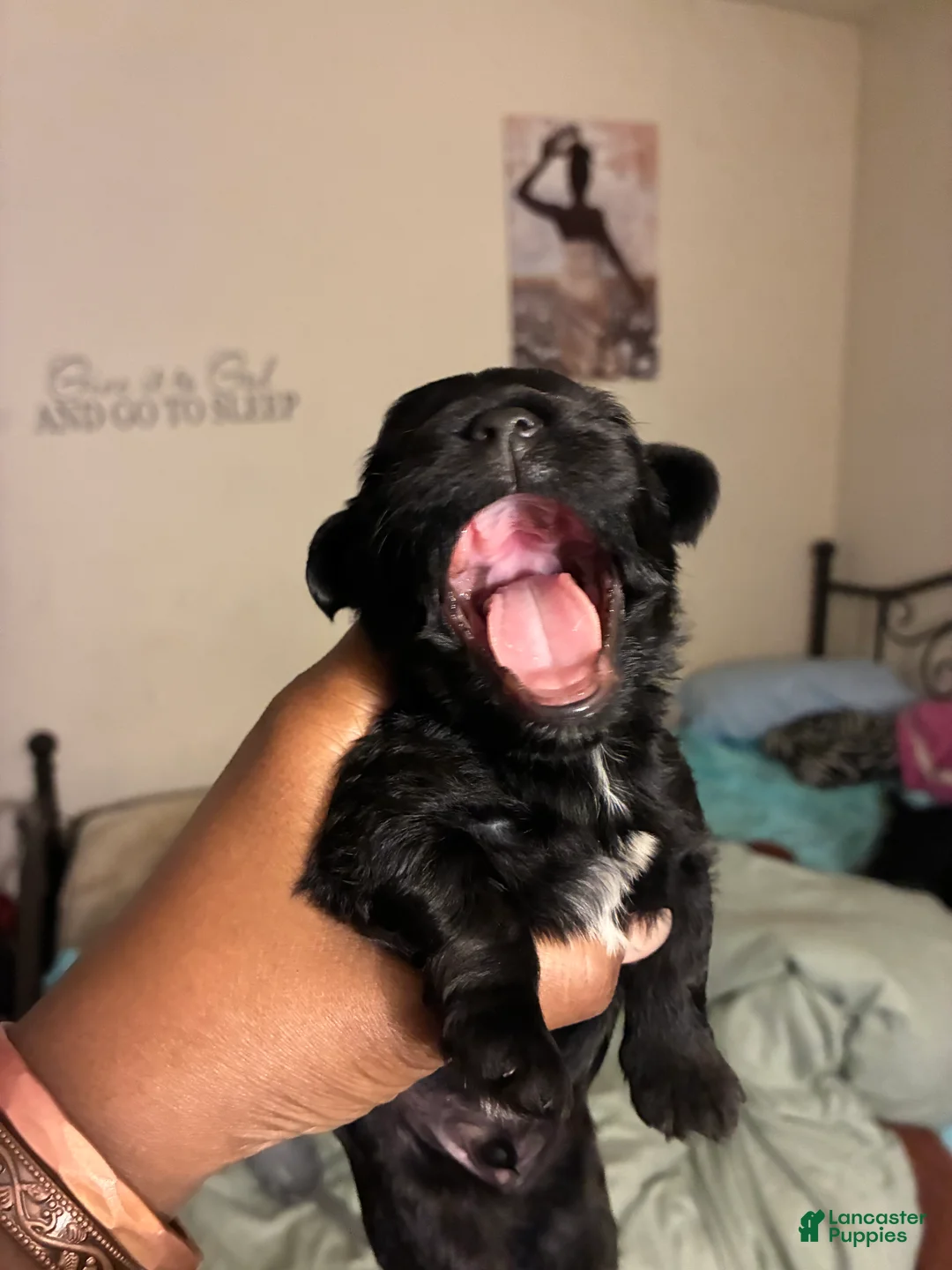 Mixed Breed dogs for sale: Black Jack - Ad 2