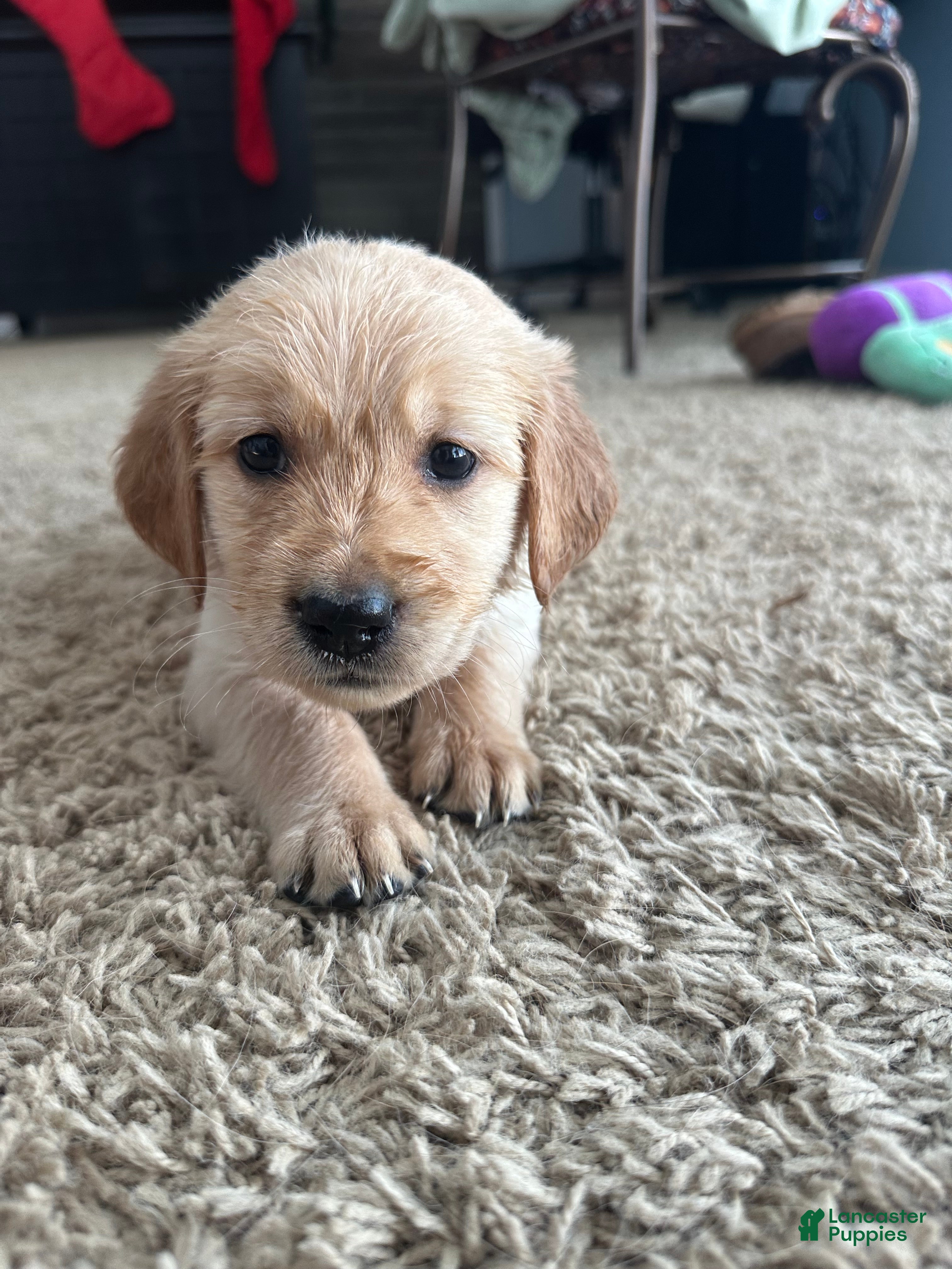 Golden Retriever dogs Teddy - Ad 8