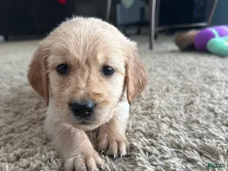 Golden Retriever dogs Teddy - Ad 8