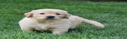 Golden Retriever dogs for sale: Otis - Ad 3