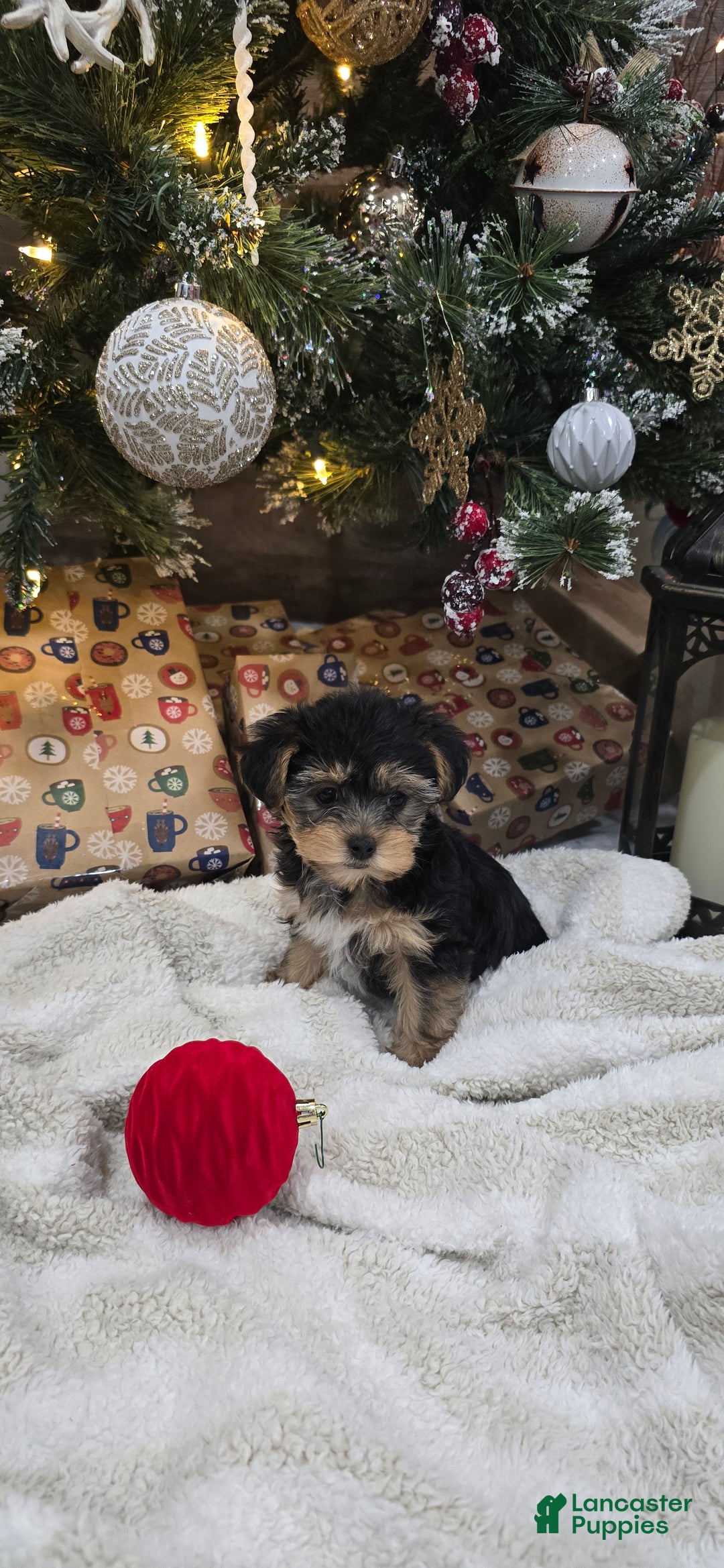 Yorkiepoo dogs for sale: Piper - Ad 1