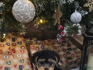 Yorkiepoo dogs Piper - Ad 10