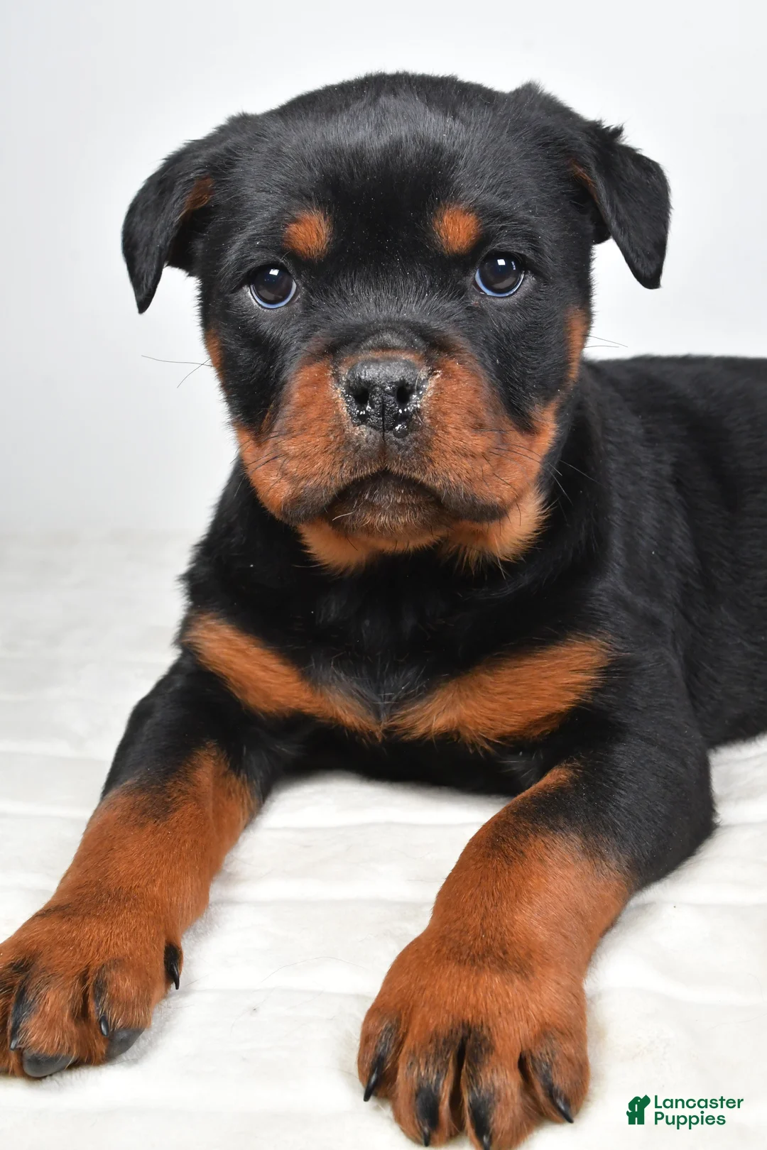 Rottweiler dogs for sale: Patsy - Ad 2