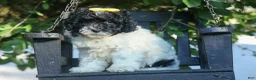 Cavapoo dogs for sale: Gracie  - Ad 3