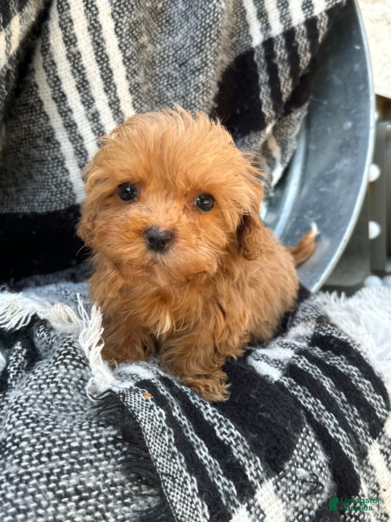 Cavapoo dogs Apple - Ad 28