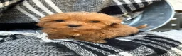 Cavapoo dogs for sale: Apple - Ad 11