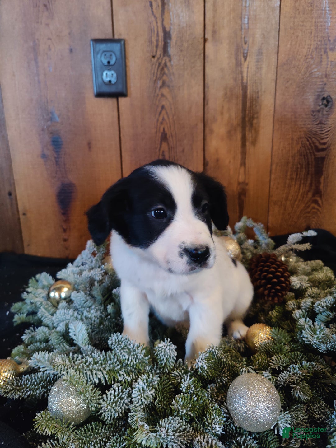 Mixed Breed dogs for sale: Betsy - Ad 5