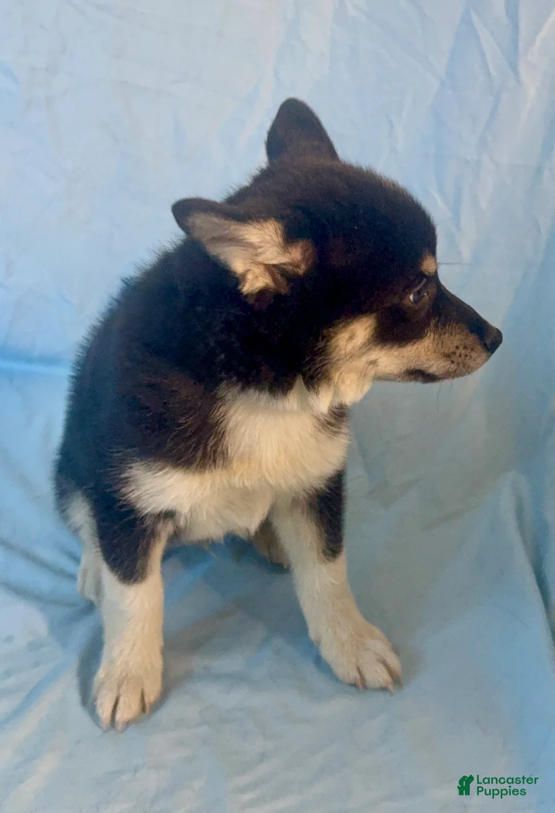 Mixed Breed dogs for sale: Maverick - Ad 5