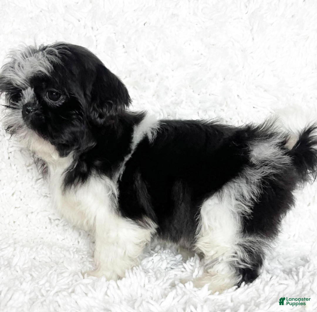 Shih Tzu dogs for sale: Betty - Ad 3