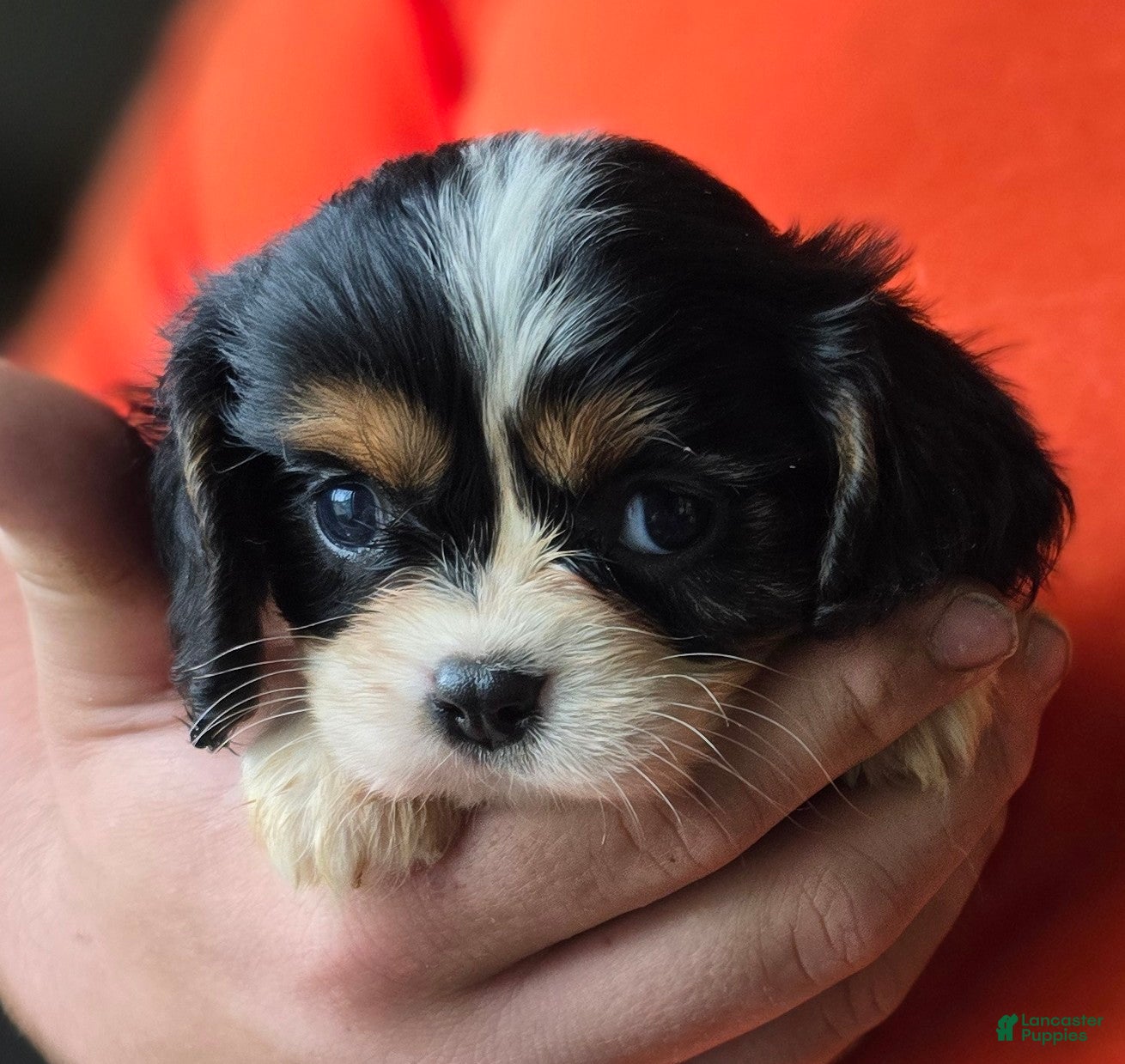 Cavalier King Charles Spaniel dogs Celina - Ad 2