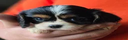 Cavalier King Charles Spaniel dogs for sale: Charity - Ad 10