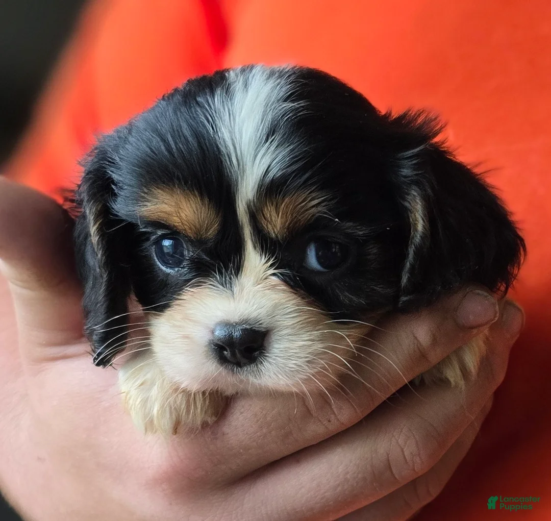 Celina Cavalier King Charles Spaniel for sale in Arkport