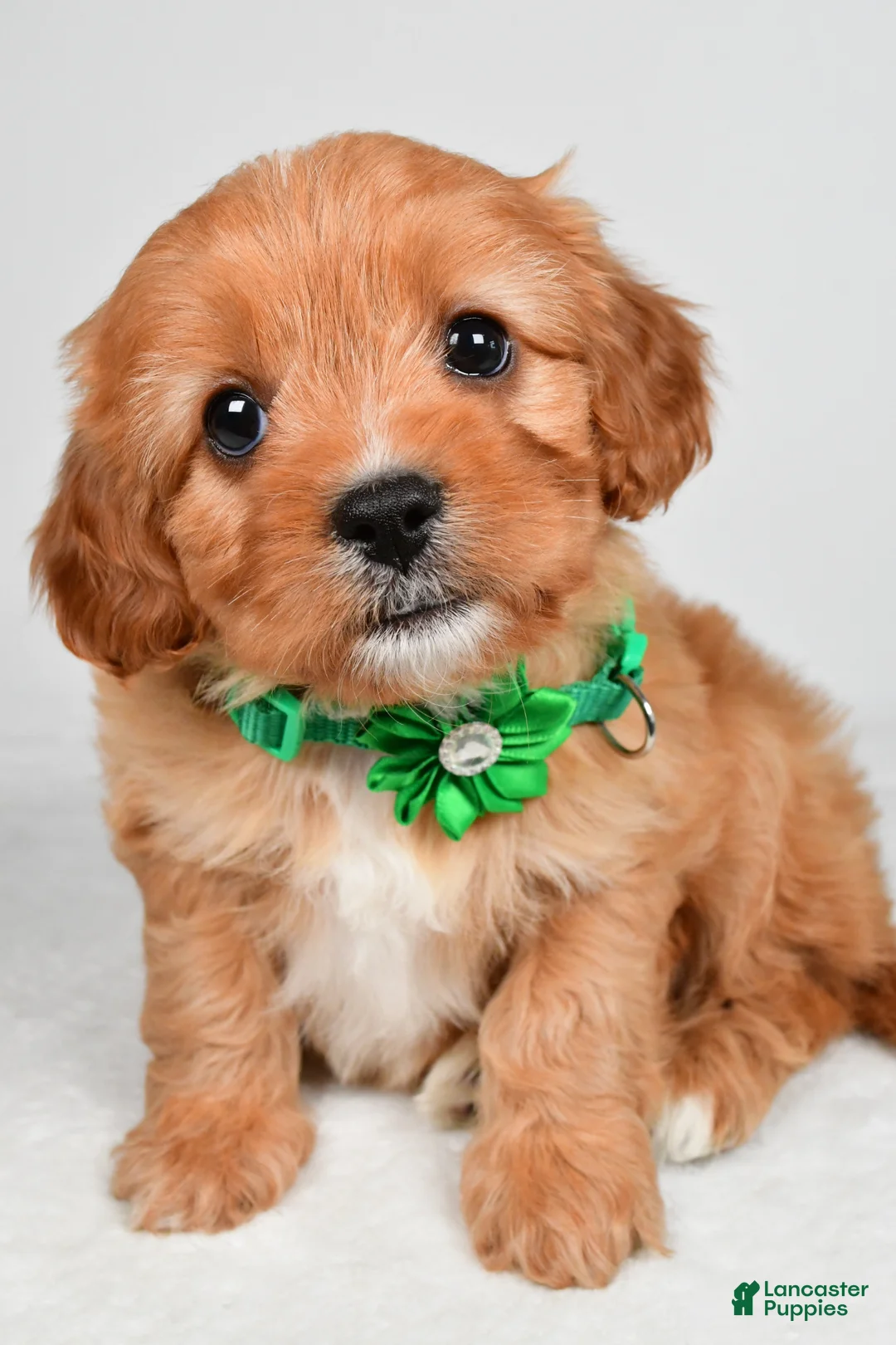 Cavapoo dogs for sale: Rita - Ad 2