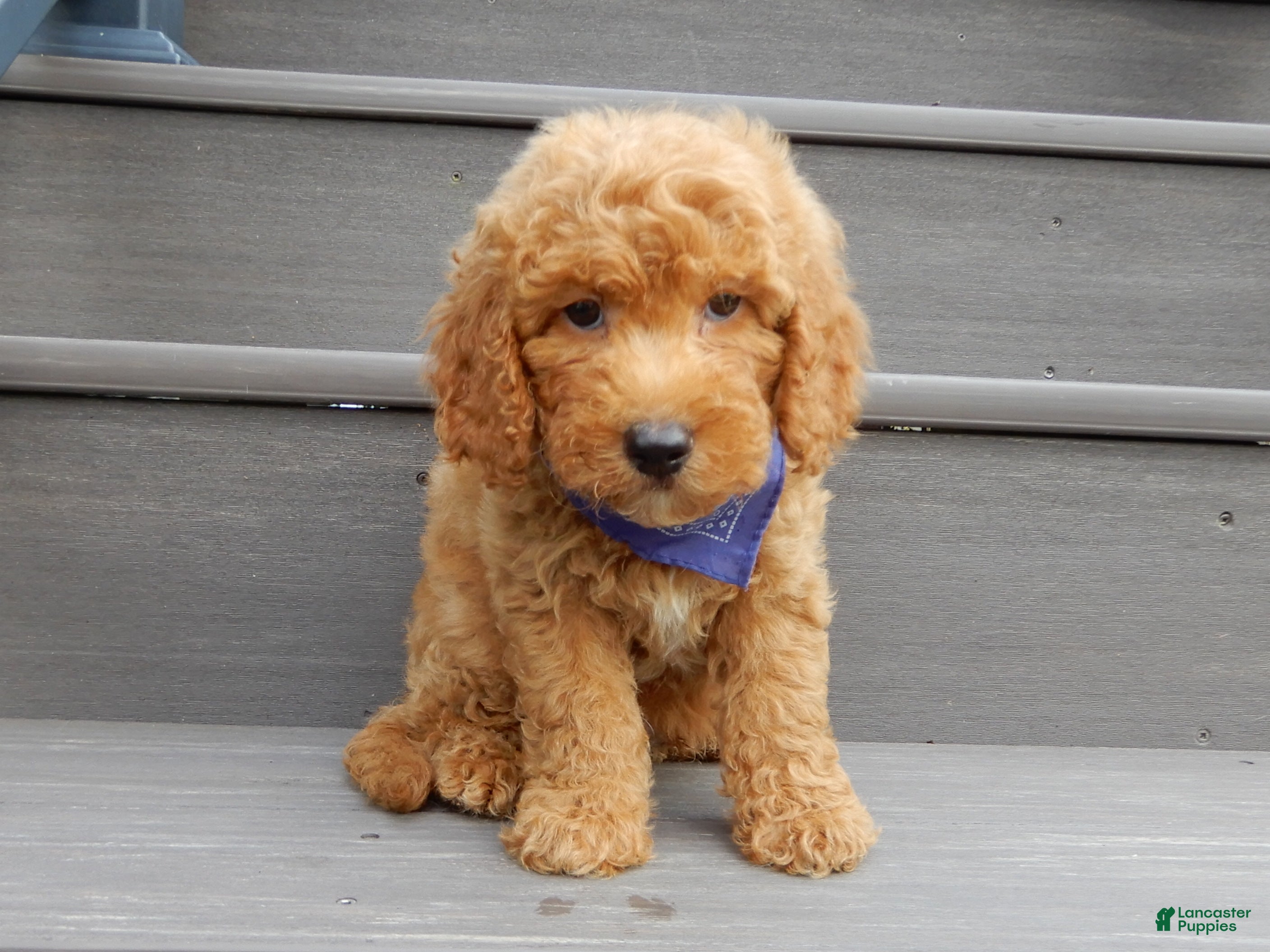 Mini Goldendoodle dogs Finn - Ad 2