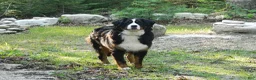 Bernese Mountain Dog dogs for sale: Beauty - Ad 6