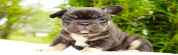 French Bulldog dogs for sale: Truffle - Ad 3