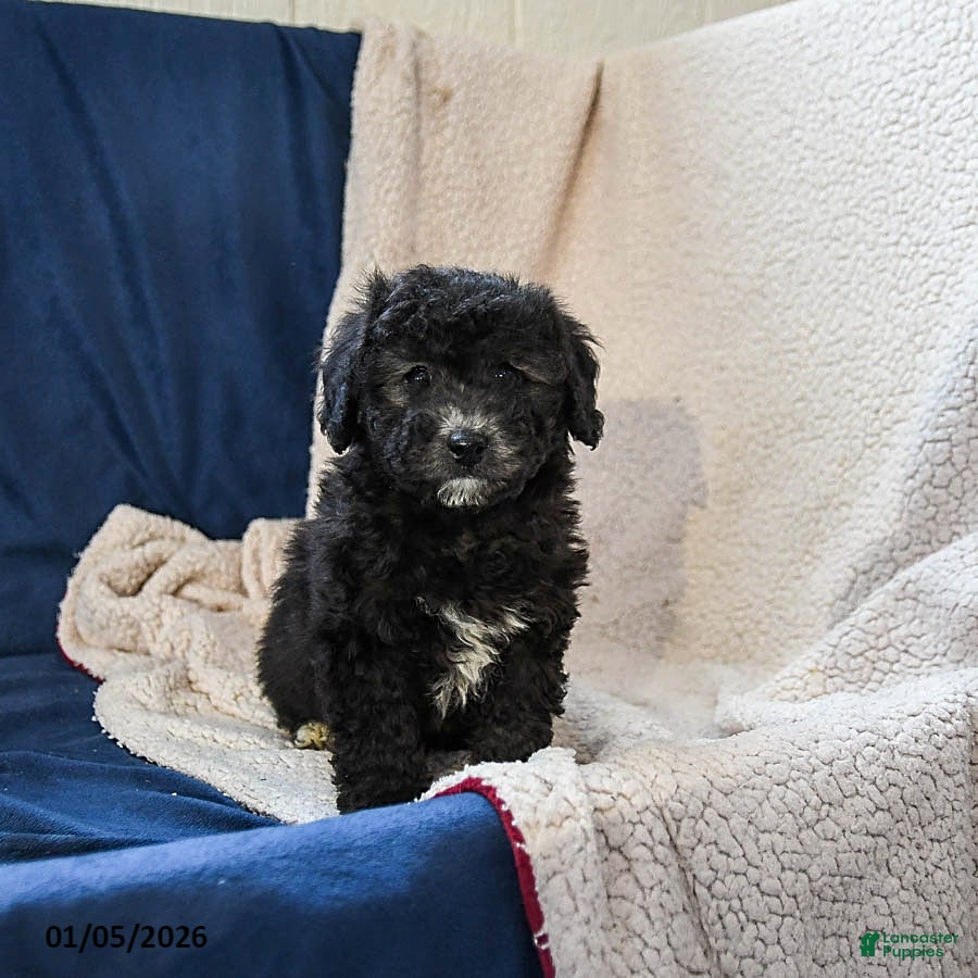 Miniature Poodle dogs Bingo - Ad 30
