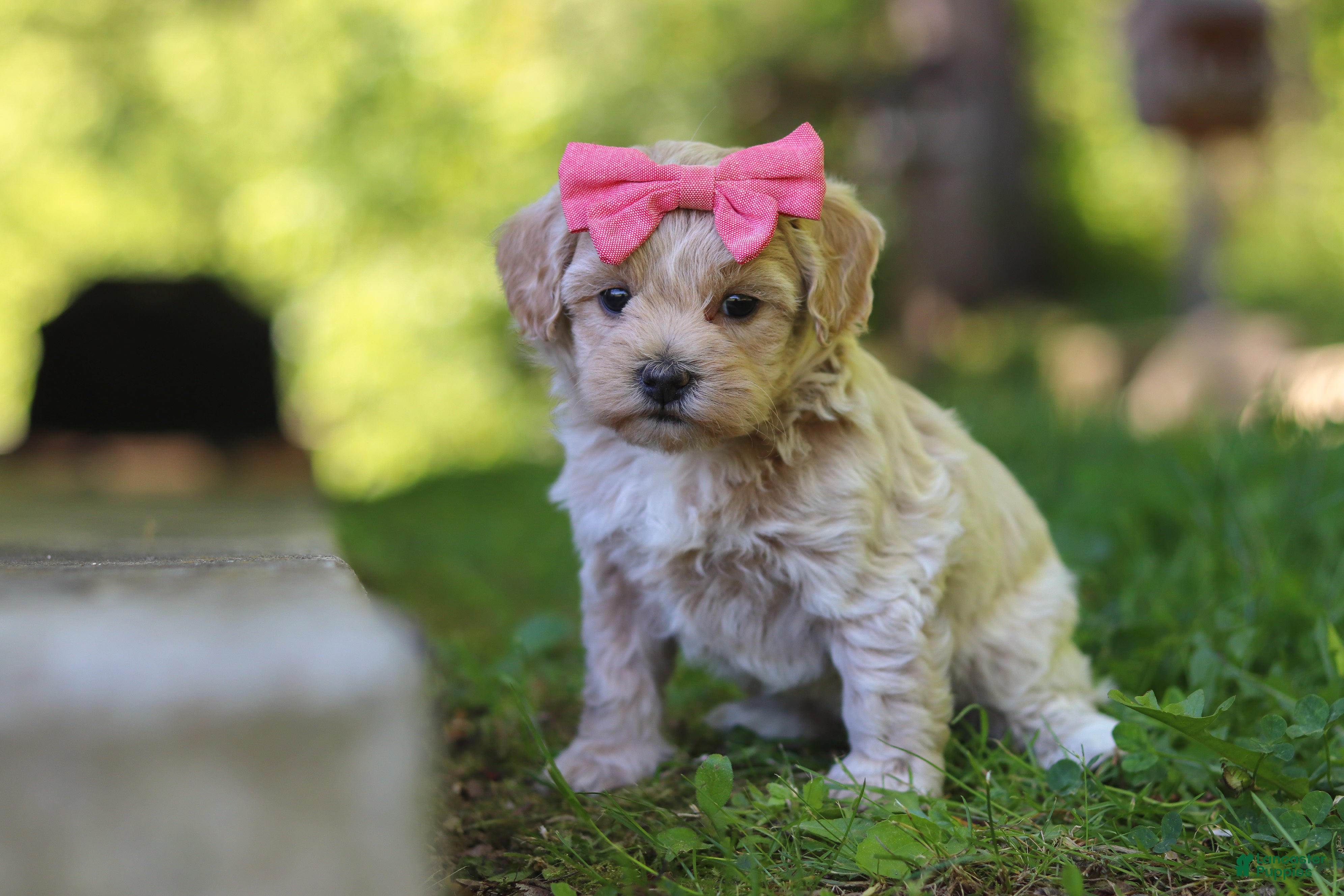 Maltipoo dogs for sale: Sage - Ad 4