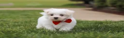 Maltese dogs for sale: Bodie - Ad 1