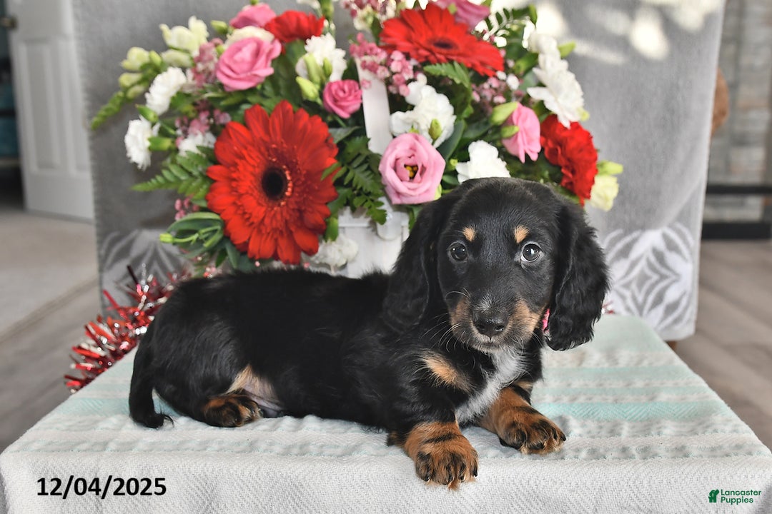 Miniature Dachshund dogs for sale: Jackson - Ad 2