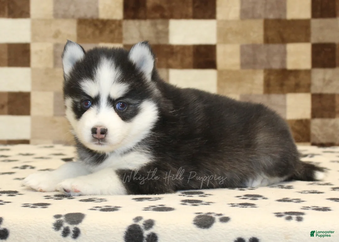 Pomsky dogs for sale: Iris - Ad 2