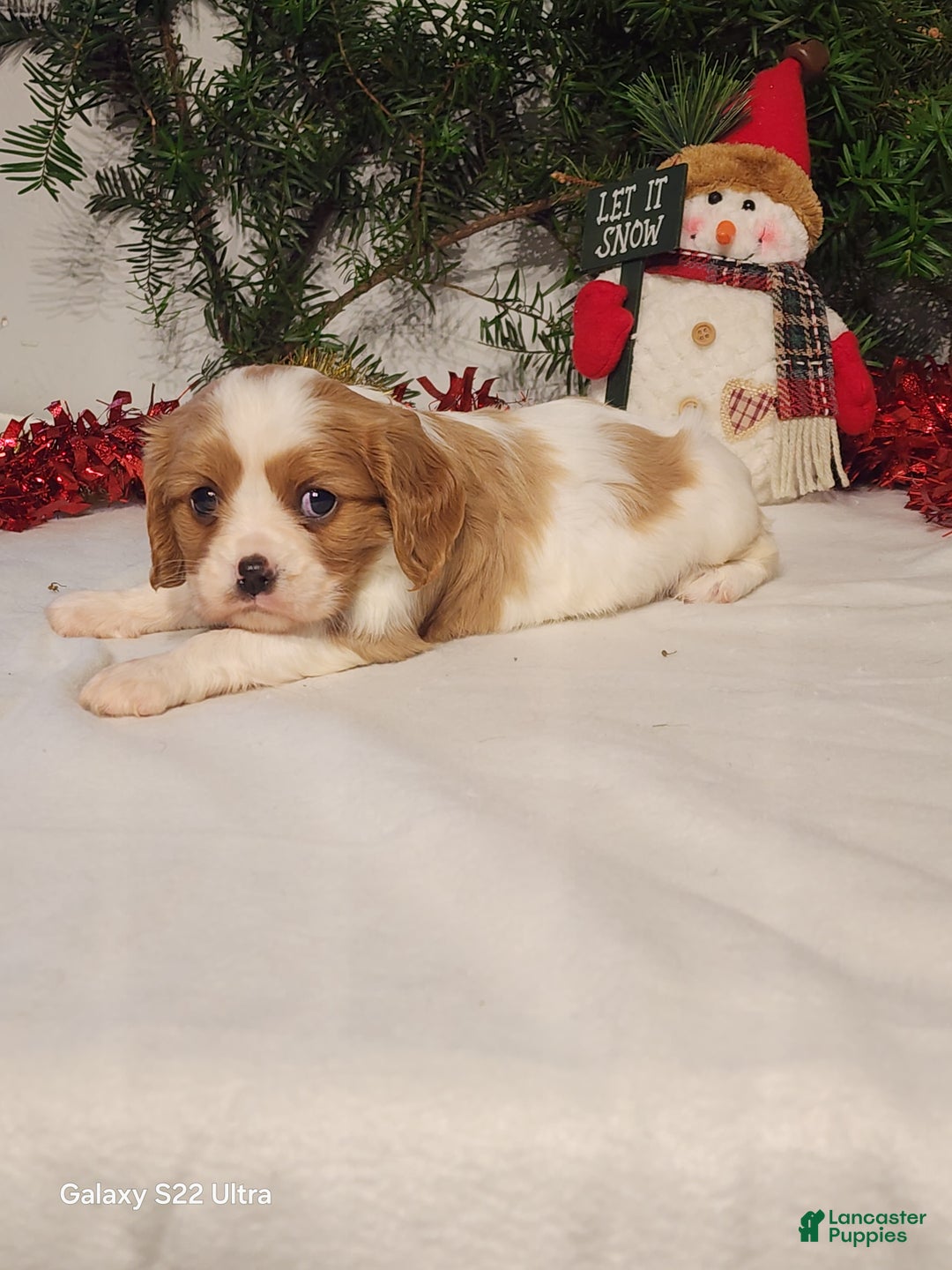 Cavalier King Charles Spaniel dogs for sale: Jill - Ad 2