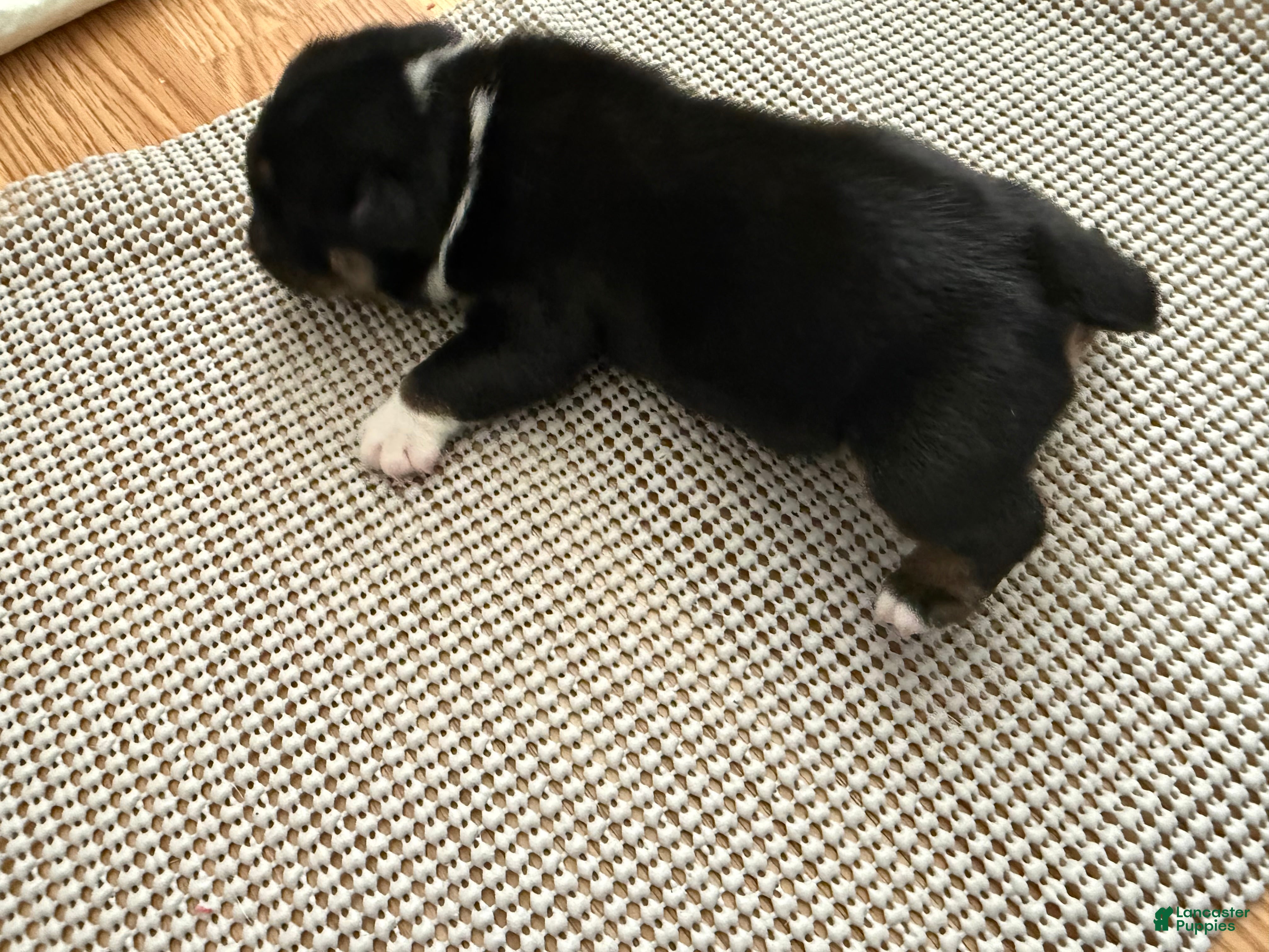 English Bulldog dogs Luigi - Ad 6