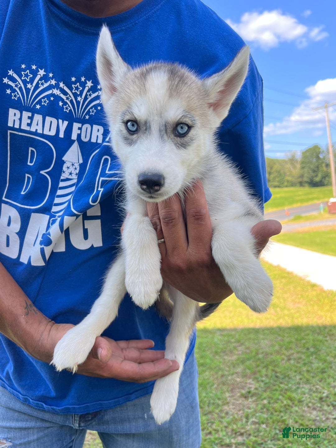 White Husky With Blue Eyes For Sale Siberian Husky Blue Eyes Price
