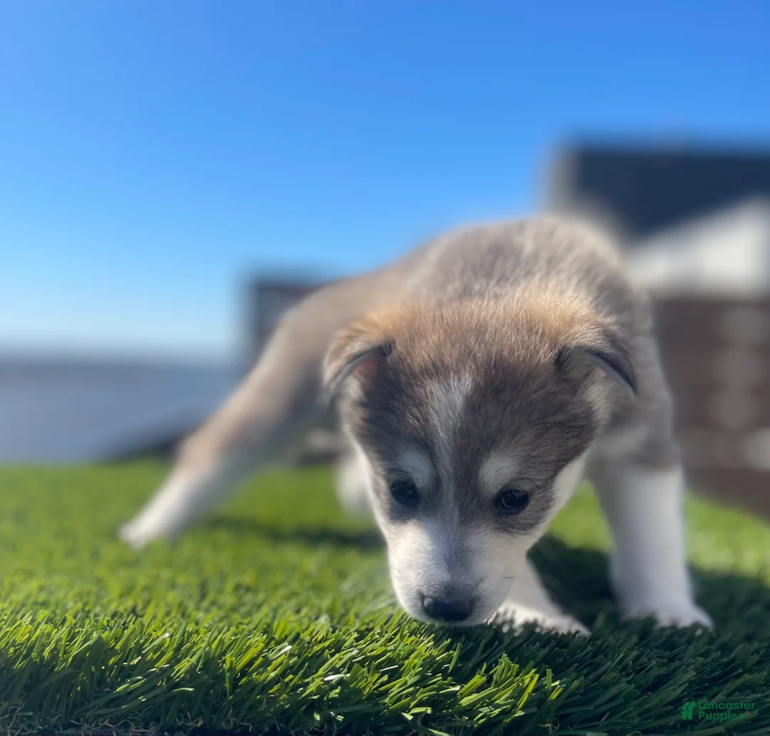 Alaskan Klee Kai dogs for sale: Vermax - Ad 2