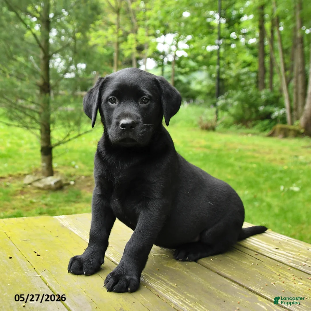 Labrador Retriever dogs for sale: Tulip - Ad 2