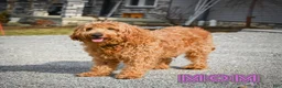 Mini Goldendoodle dogs for sale: Mya - Ad 7