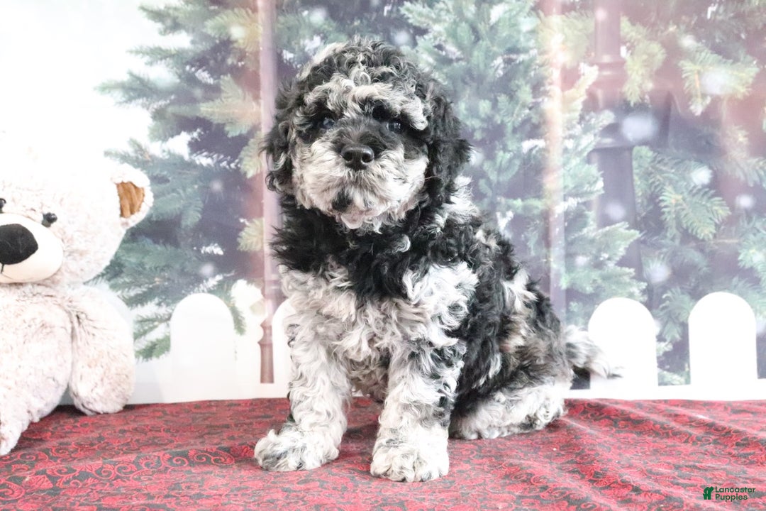 Mini Goldendoodle dogs for sale: Victor - Ad 4