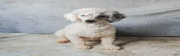 Miniature Poodle dogs for sale: Qevan  - Ad 4