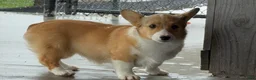 Welsh Corgi Pembroke dogs for sale: Kaitlynn  - Ad 2