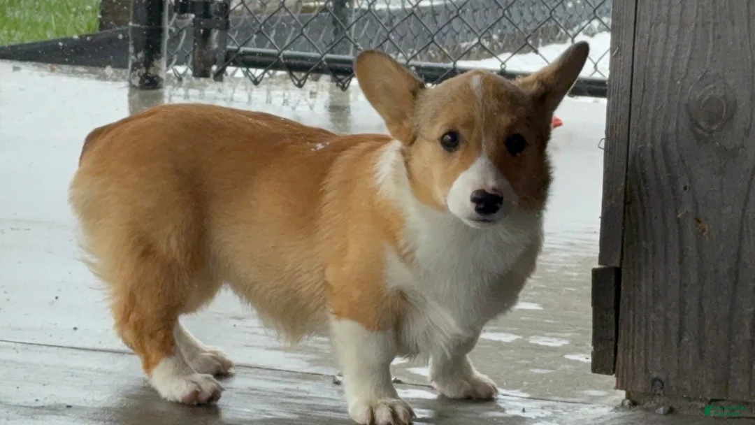 Welsh Corgi Pembroke dogs for sale: Kaitlynn  - Ad 2
