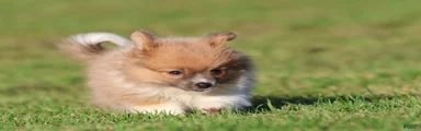 Tiny Tim