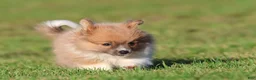 Pomeranian dogs for sale: Tiny Tim - Ad 1