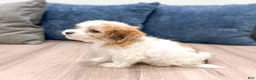 Havanese dogs for sale: Dewey - Ad 4