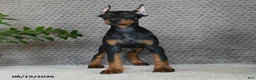 Doberman Pinscher dogs for sale: Oakley - Ad 1